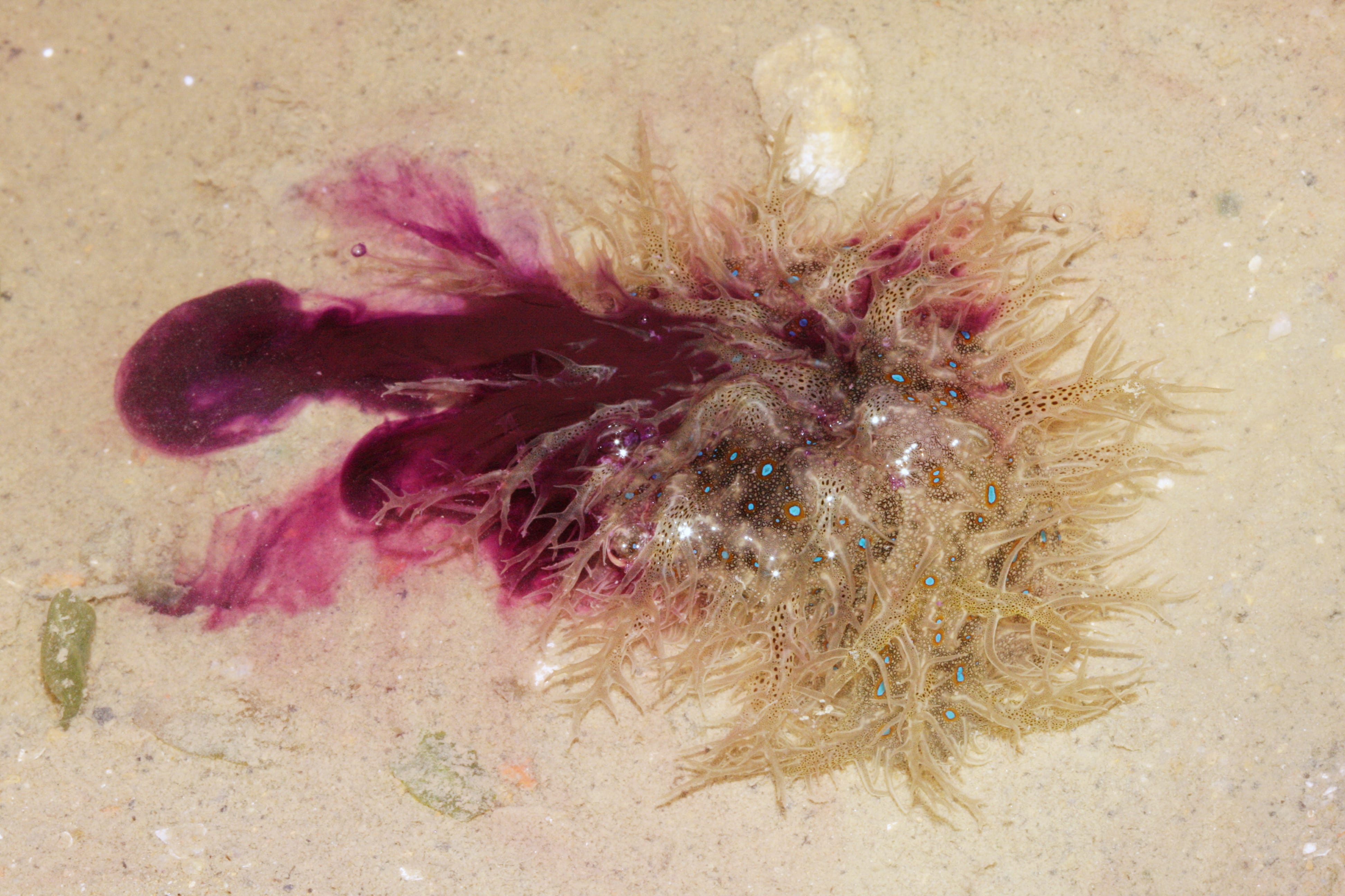 Photograph of sea hare releasing purple dye